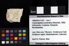 Foto (Objket + Etiketten) von Goniodromites bidentatus (Reuss, 1858) 
